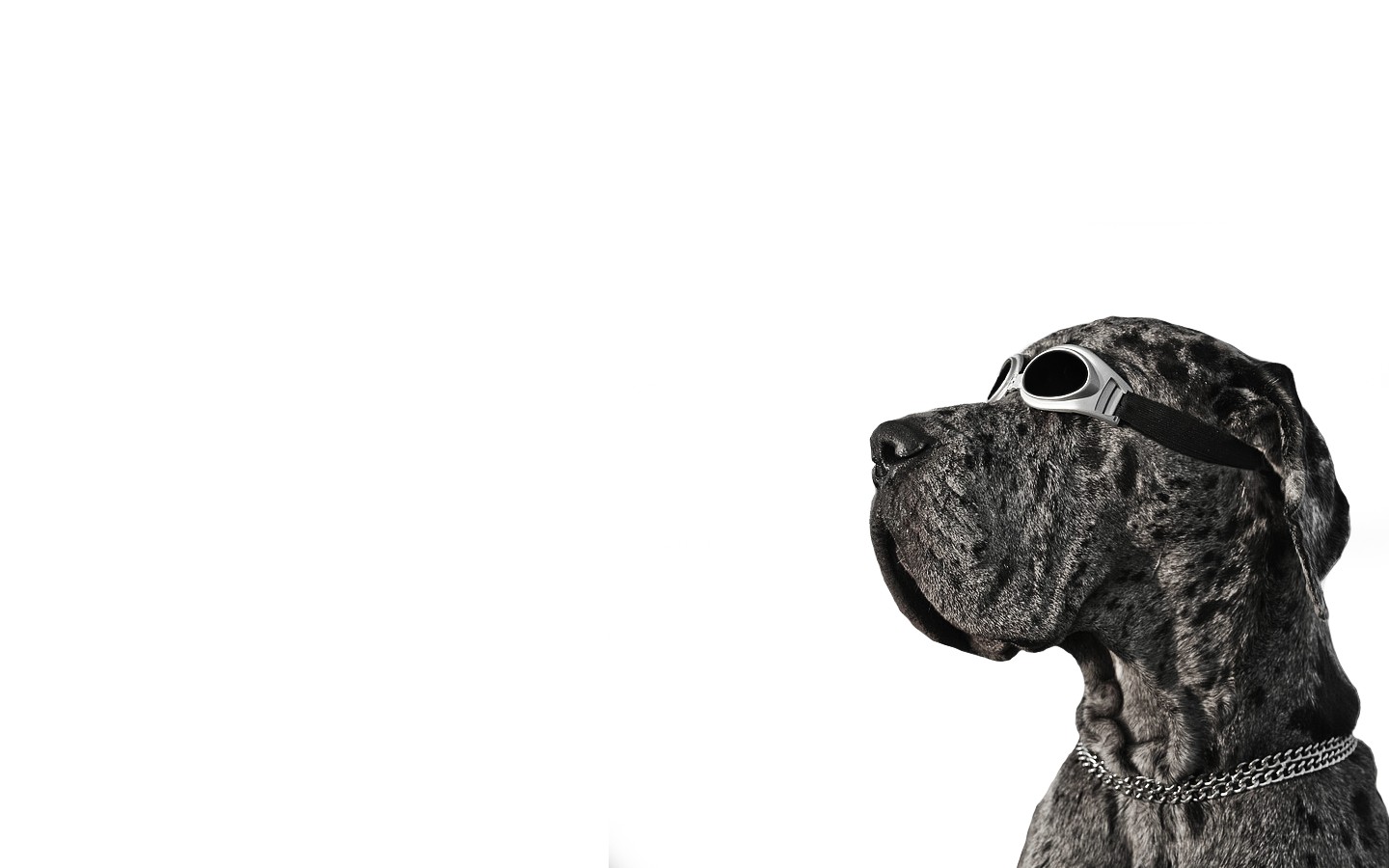 dog, Goggles Wallpaper