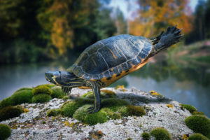 turtle, Breakdance