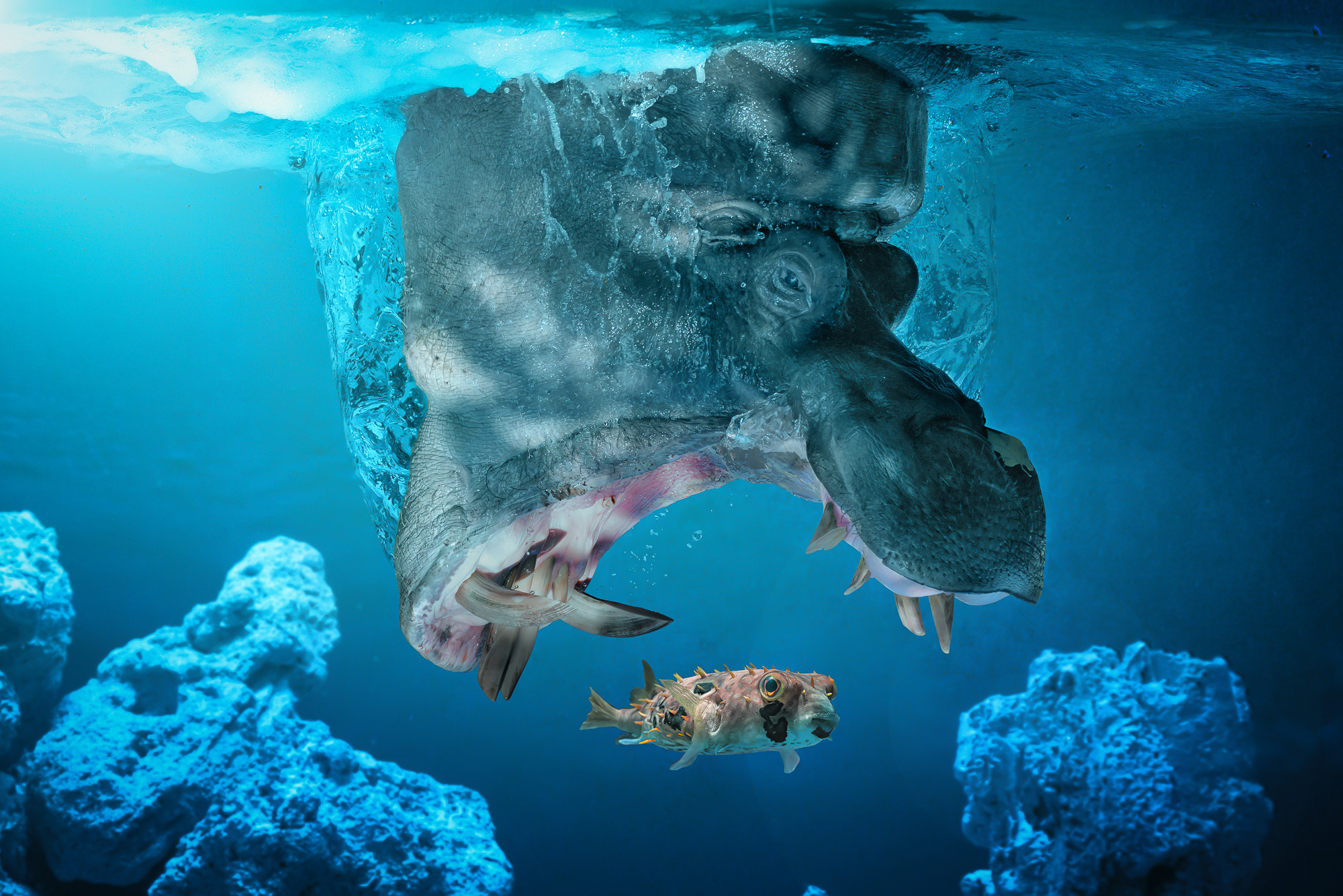 behemoth, Fish, The, Situation, Hippo, Underwater Wallpaper