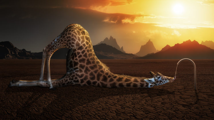 giraffe, Desert, Thirst, Water, The, Situation HD Wallpaper Desktop Background