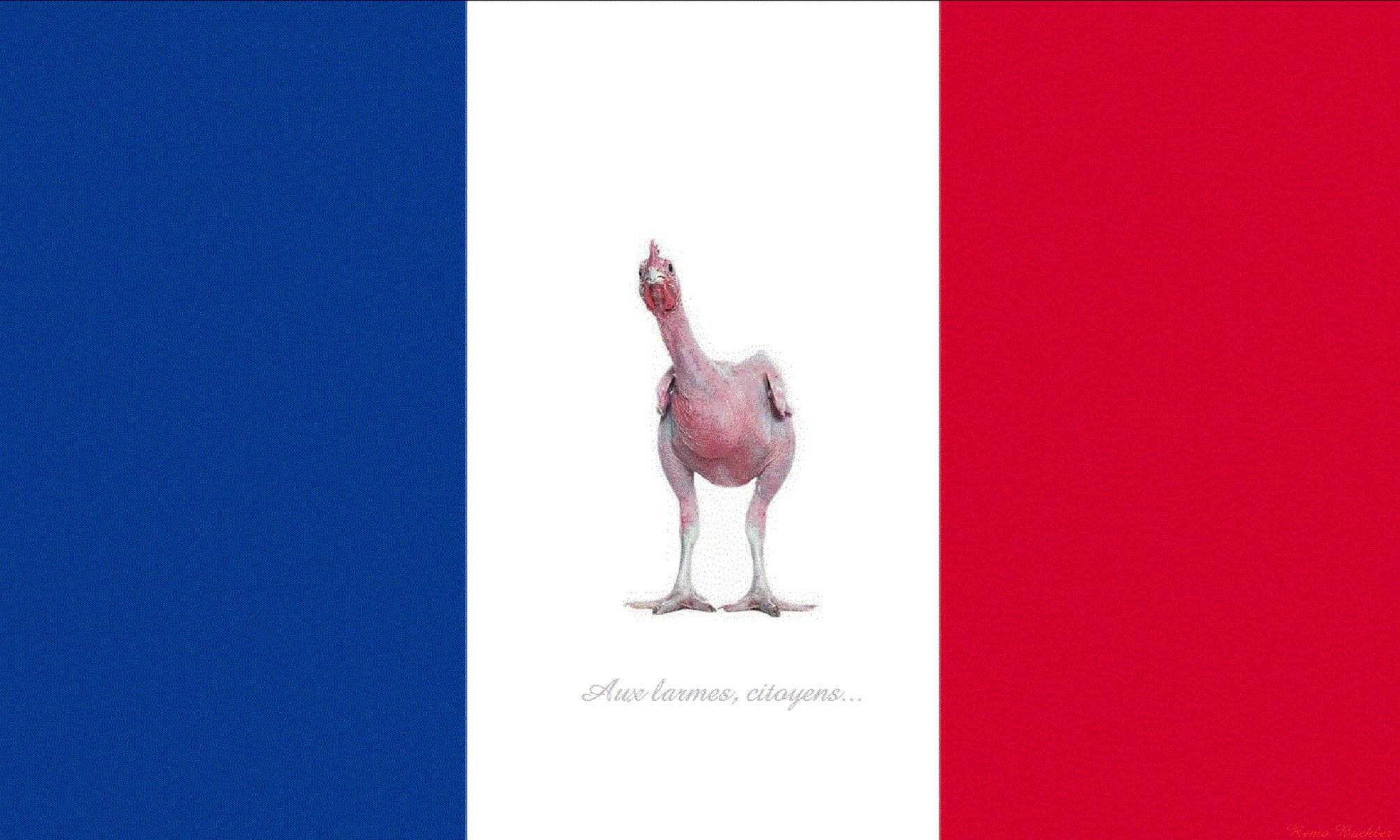 cocotte, Ra Wallpaper