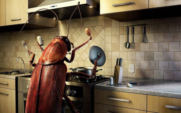 food, Kitchen, Bugs, Cockroach HD Wallpaper Desktop Background