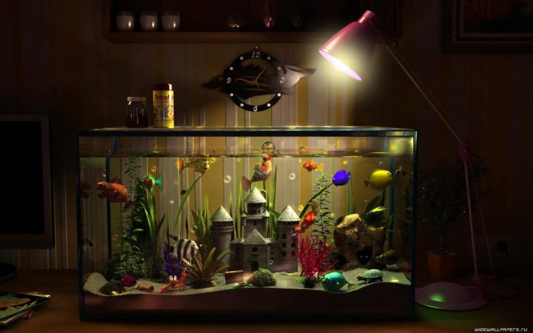 room, Funny, Aquarium Wallpapers HD / Desktop and Mobile Backgrounds