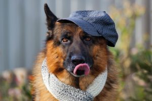 dog, Friend, Hat
