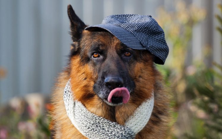 dog, Friend, Hat HD Wallpaper Desktop Background