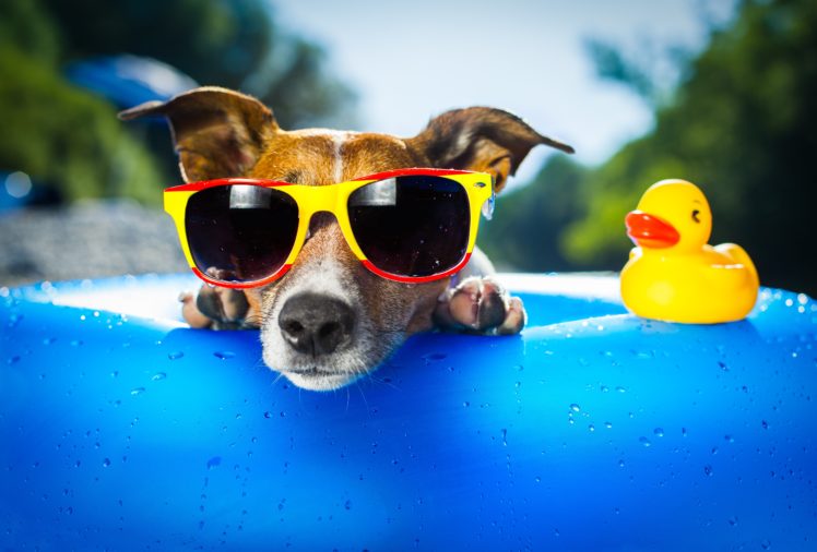 duck, Dog, Sunglasses, Drop HD Wallpaper Desktop Background