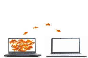 orange, Fish, Funny, Jumping, Goldfish, Laptops, White, Background, Screens