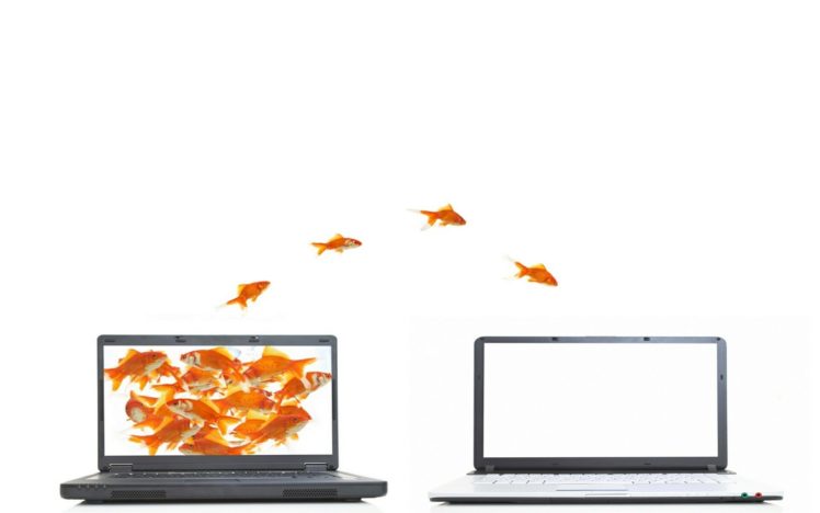 orange, Fish, Funny, Jumping, Goldfish, Laptops, White, Background, Screens HD Wallpaper Desktop Background