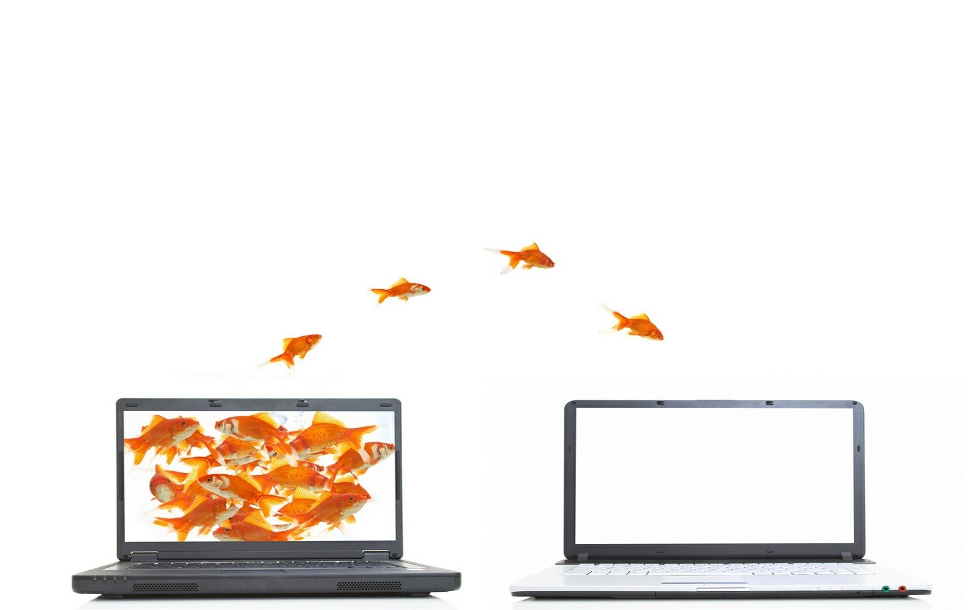 orange, Fish, Funny, Jumping, Goldfish, Laptops, White, Background, Screens Wallpaper