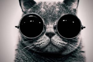 cats, Glasses, Funny, Monochrome