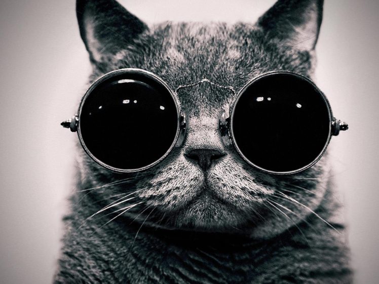 cats, Glasses, Funny, Monochrome HD Wallpaper Desktop Background