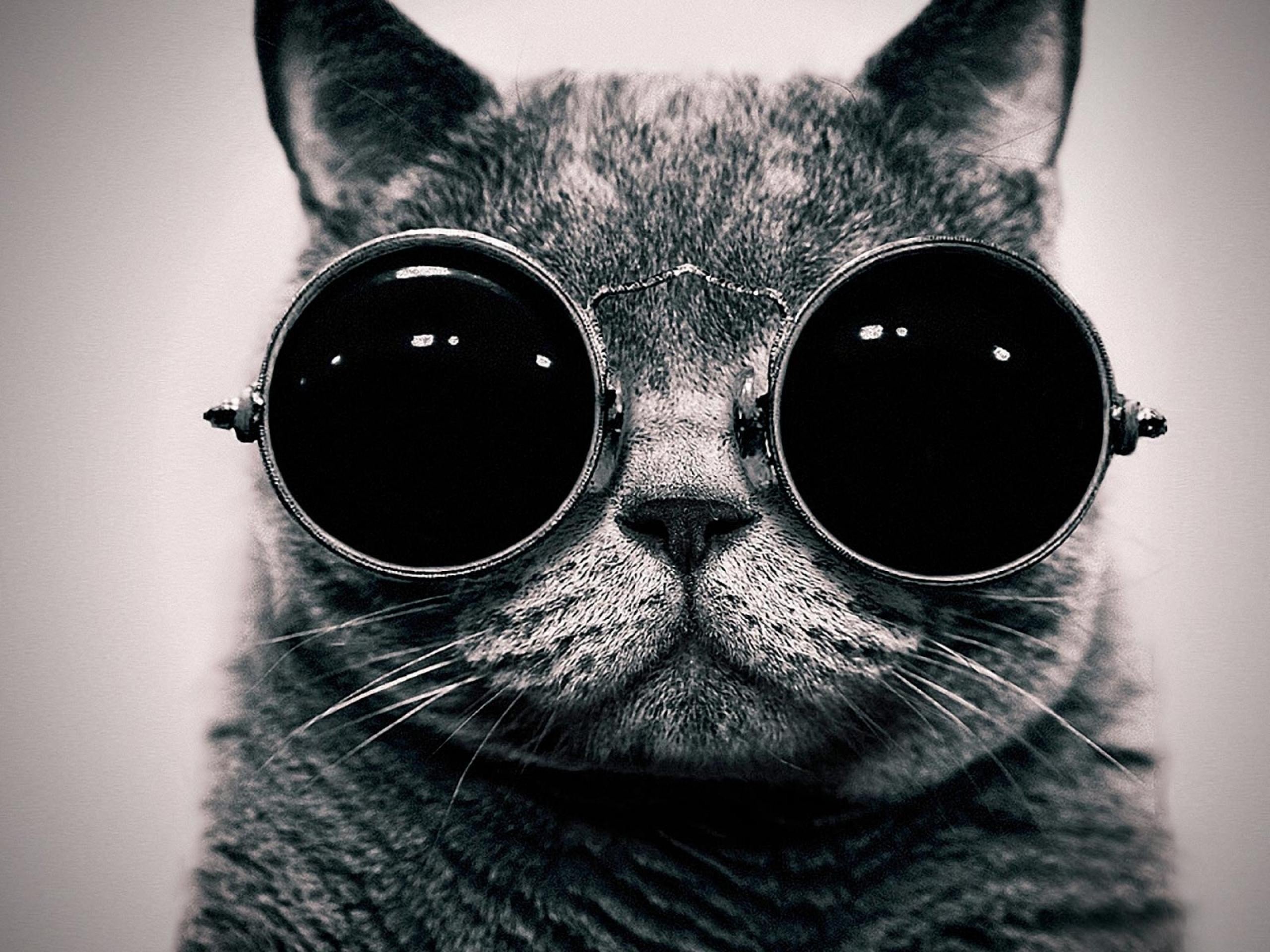 cats, Glasses, Funny, Monochrome Wallpaper