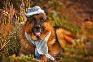 dogs, Shepherd, Hat, Grass, Animals, German, Funny, Cute