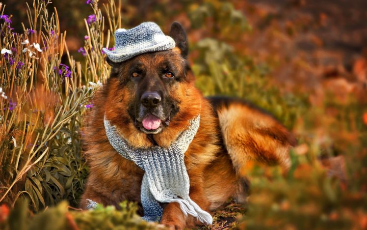 dogs, Shepherd, Hat, Grass, Animals, German, Funny, Cute HD Wallpaper Desktop Background