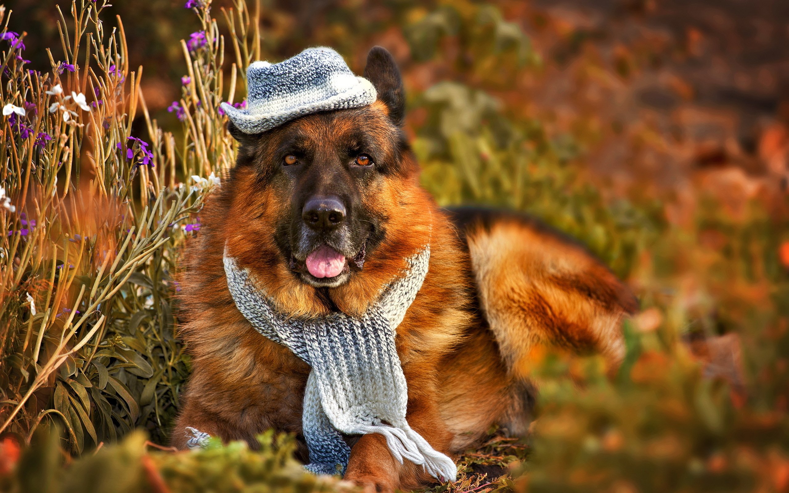 dogs, Shepherd, Hat, Grass, Animals, German, Funny, Cute Wallpaper