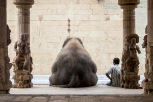 man, Elephant, India, Vacation