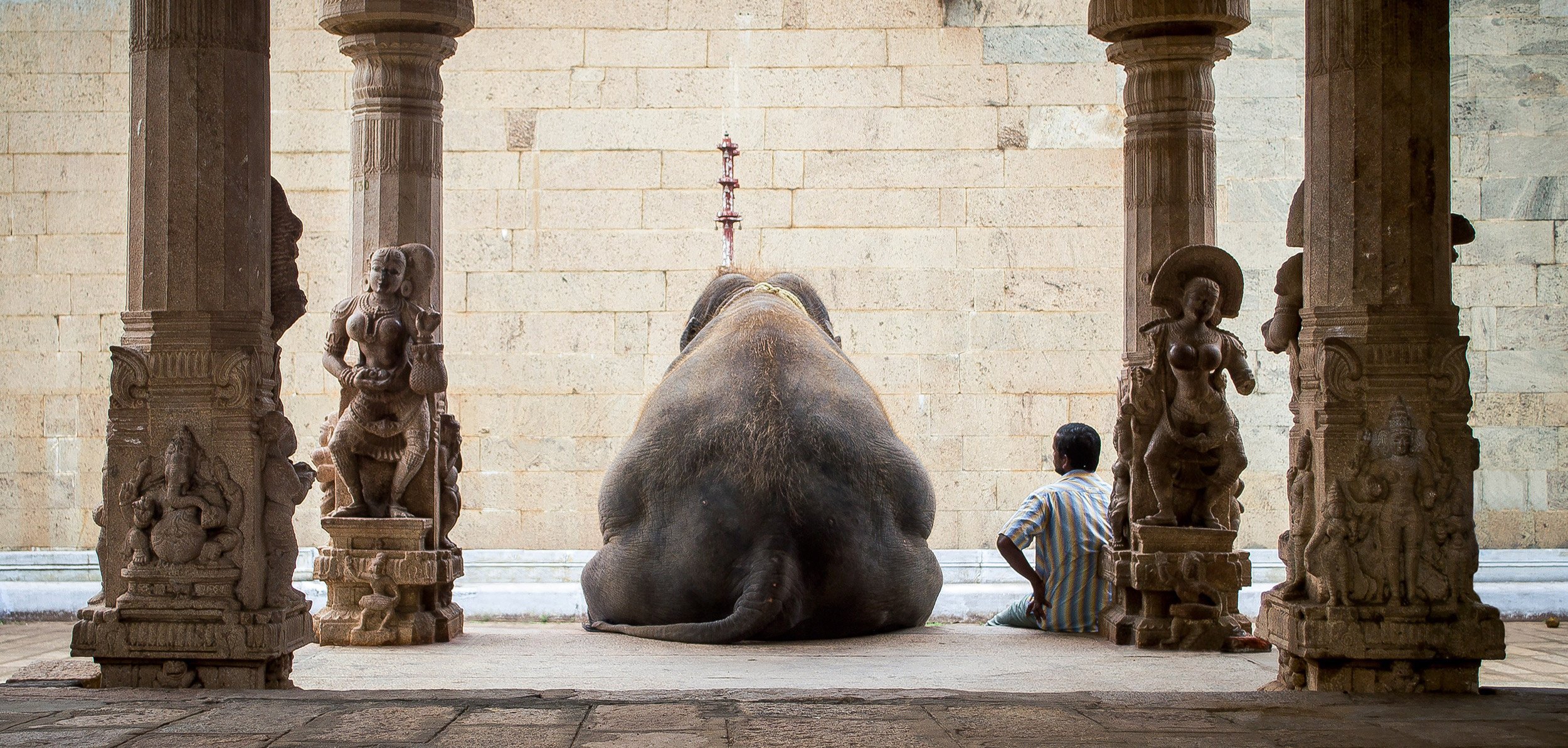 man, Elephant, India, Vacation Wallpaper