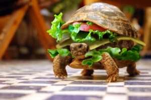 turtle, Burger, Bun, Hamburger, Funny, Humor, Photoshop