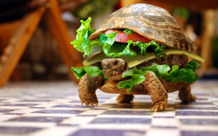 turtle, Burger, Bun, Hamburger, Funny, Humor, Photoshop HD Wallpaper Desktop Background