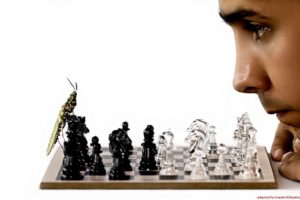 insects, Chess, Men, Funny, Bug, Chess, Pieces