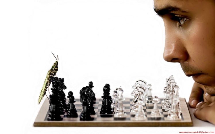 insects, Chess, Men, Funny, Bug, Chess, Pieces HD Wallpaper Desktop Background