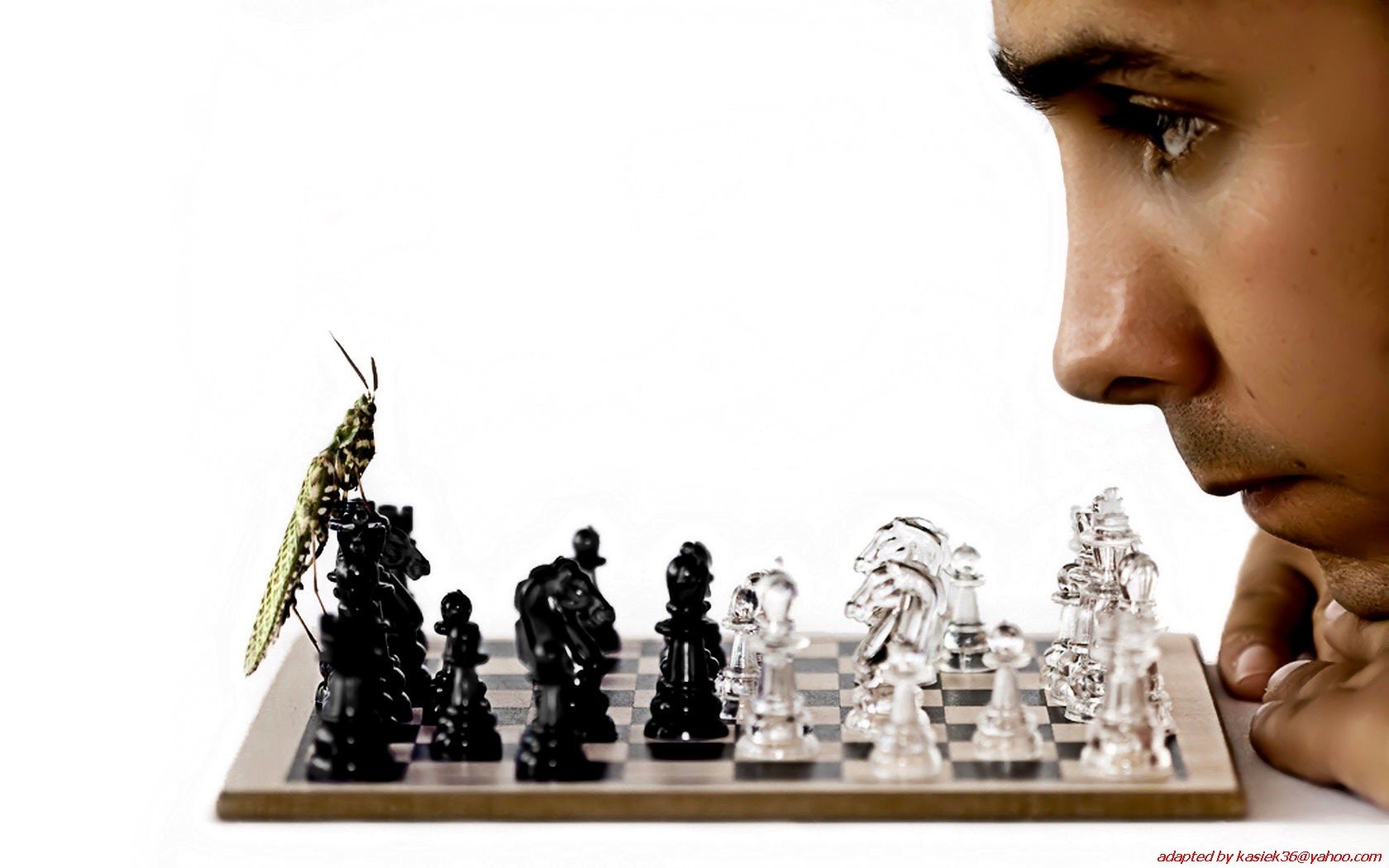 insects, Chess, Men, Funny, Bug, Chess, Pieces Wallpaper