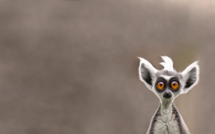 animal, Snout, Lemur, Cute, Eyes, Humor, Funny HD Wallpaper Desktop Background