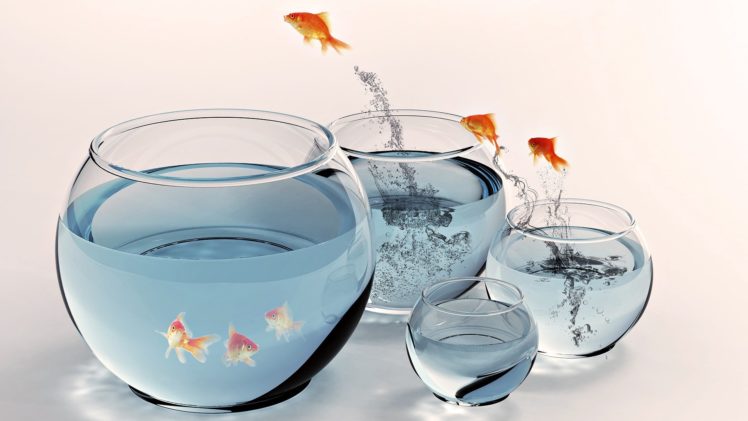 fish, Jumping, Fish, Bowls HD Wallpaper Desktop Background