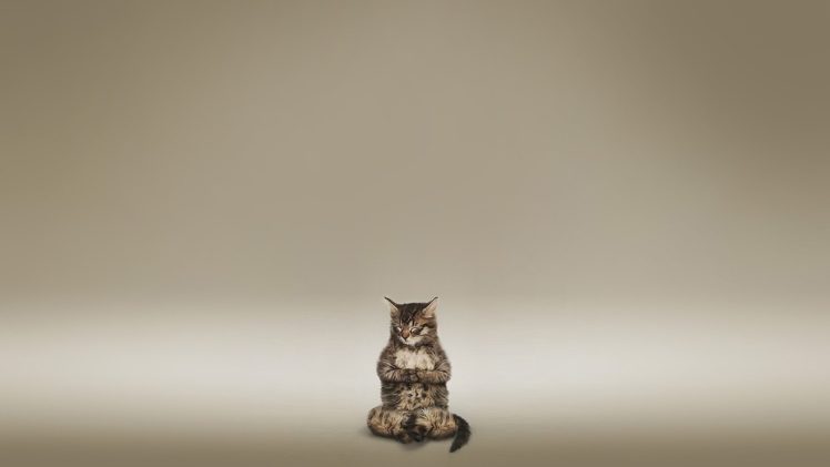 cats, Animals, Funny, Meditation HD Wallpaper Desktop Background