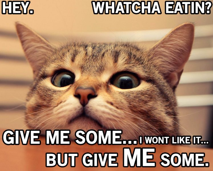cat, Meme, Quote, Funny, Humor, Grumpy,  4 HD Wallpaper Desktop Background