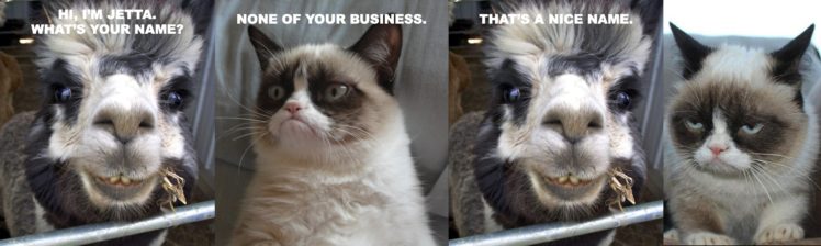 cat, Meme, Quote, Funny, Humor, Grumpy,  2 HD Wallpaper Desktop Background
