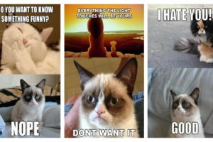 cat, Meme, Quote, Funny, Humor, Grumpy,  5