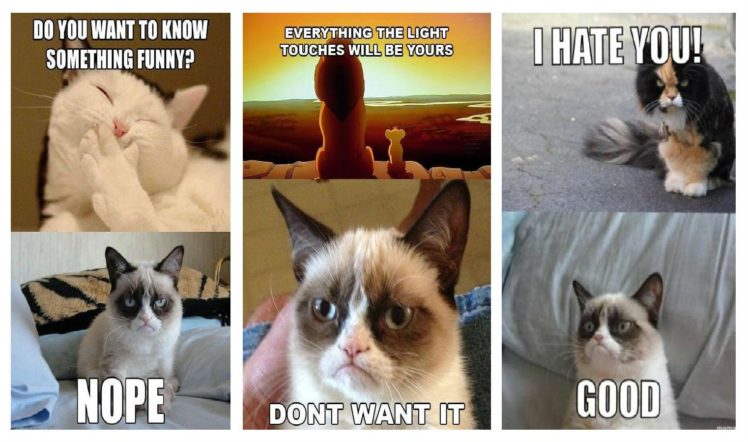 cat, Meme, Quote, Funny, Humor, Grumpy,  5 HD Wallpaper Desktop Background