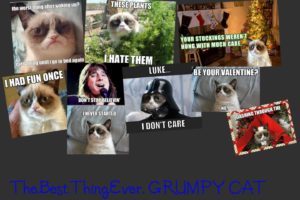 cat, Meme, Quote, Funny, Humor, Grumpy,  17