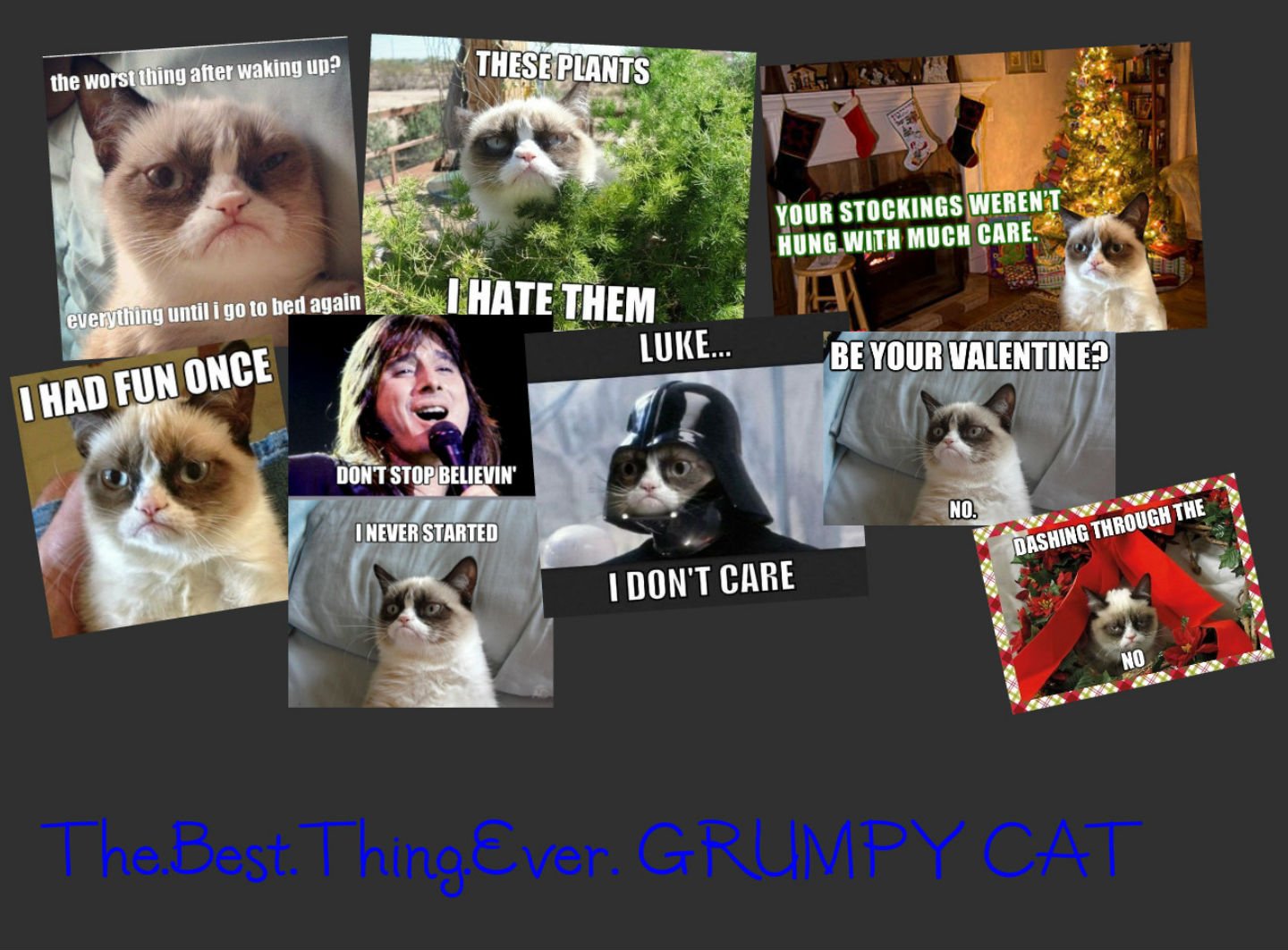 cat, Meme, Quote, Funny, Humor, Grumpy,  17 Wallpaper