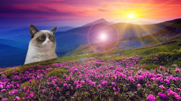 cat, Meme, Quote, Funny, Humor, Grumpy,  20 HD Wallpaper Desktop Background