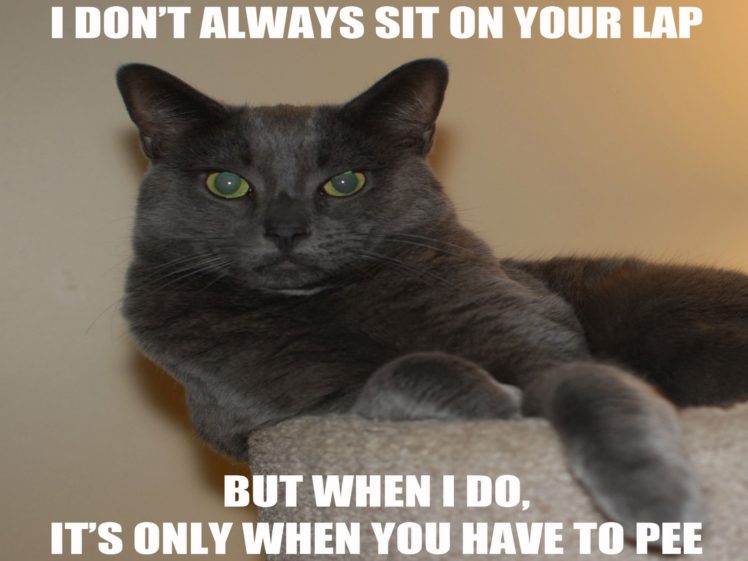 cat, Meme, Quote, Funny, Humor, Grumpy,  33 HD Wallpaper Desktop Background