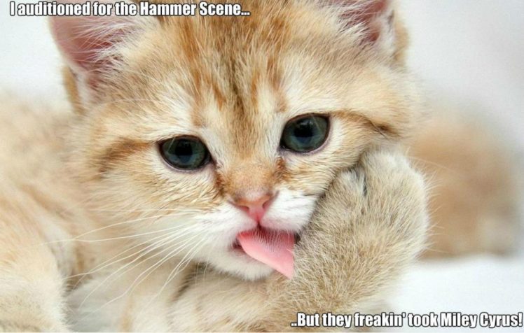 cat, Meme, Quote, Funny, Humor, Grumpy, Kitten HD Wallpaper Desktop Background