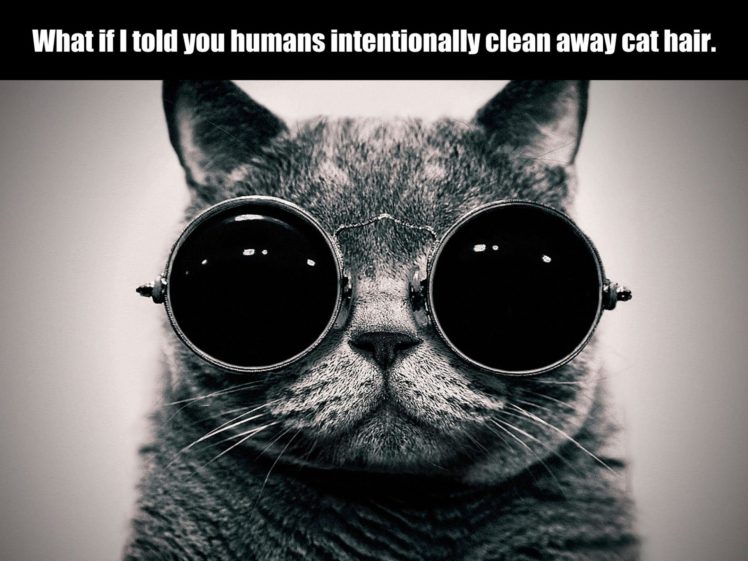 cat, Meme, Quote, Funny, Humor, Grumpy,  41 HD Wallpaper Desktop Background