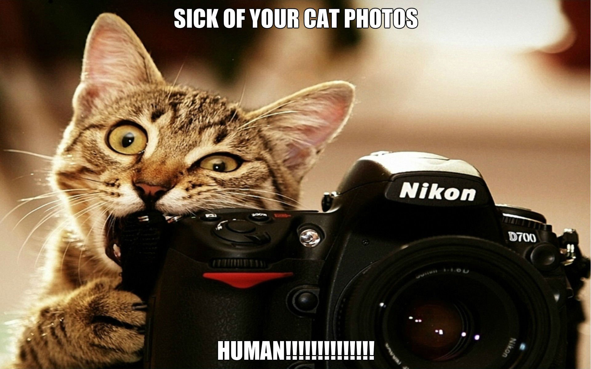 cat, Meme, Quote, Funny, Humor, Grumpy, 60 Wallpapers HD ...