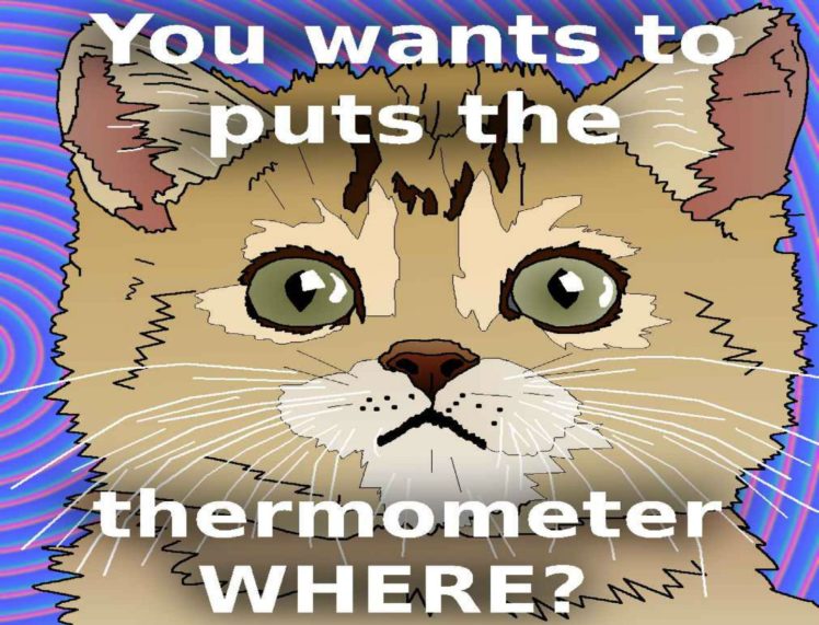 cat, Meme, Quote, Funny, Humor, Grumpy,  63 HD Wallpaper Desktop Background