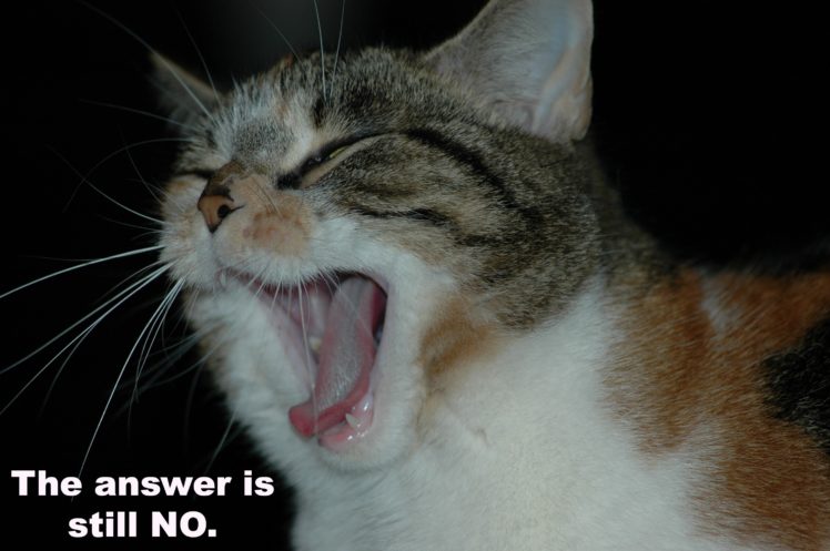 cat, Meme, Quote, Funny, Humor, Grumpy, 62 Wallpapers HD / Desktop and