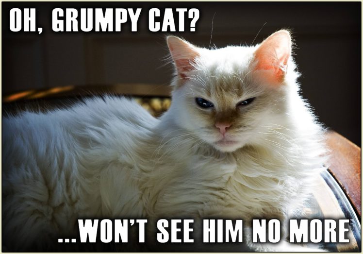 cat, Meme, Quote, Funny, Humor, Grumpy,  75 HD Wallpaper Desktop Background