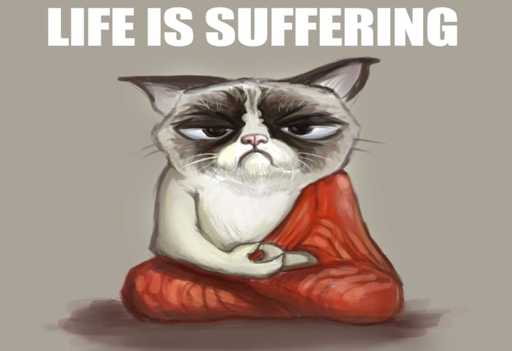 cat, Meme, Quote, Funny, Humor, Grumpy, 79 Wallpapers HD / Desktop and ...