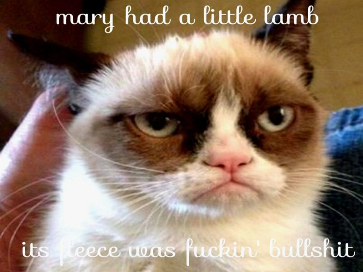 cat, Meme, Quote, Funny, Humor, Grumpy, Sadic HD Wallpaper Desktop Background