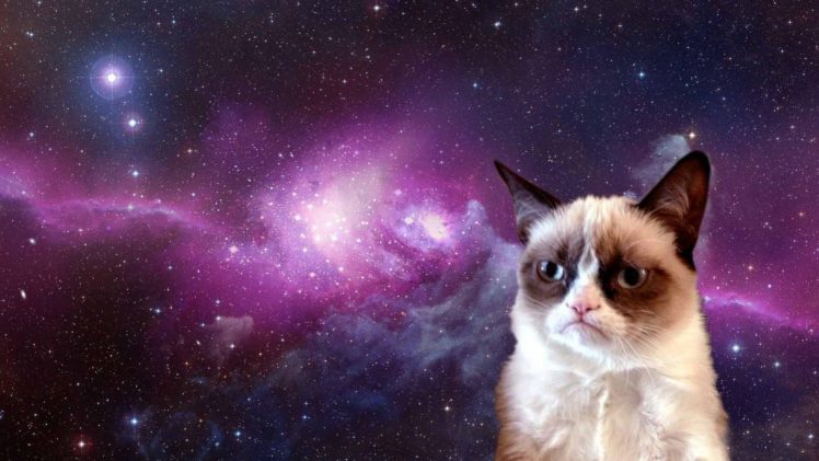 cat, Meme, Quote, Funny, Humor, Grumpy,  81 HD Wallpaper Desktop Background