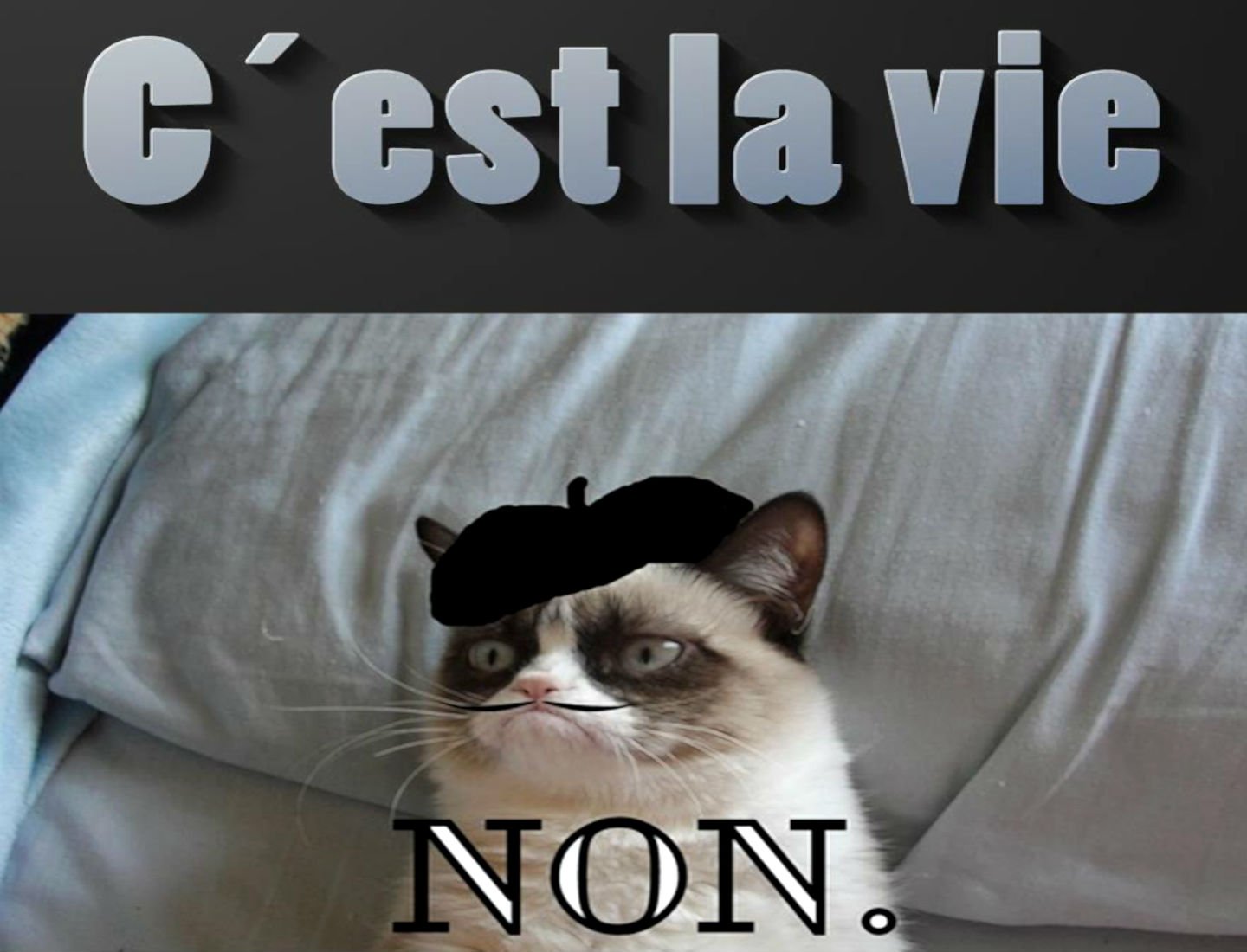 cat, Meme, Quote, Funny, Humor, Grumpy, French, Sadic Wallpaper