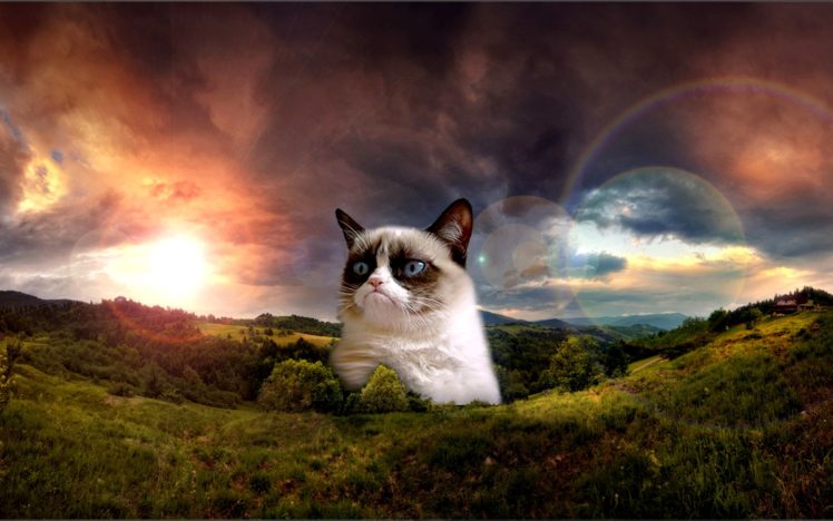 cat, Meme, Quote, Funny, Humor, Grumpy,  88 HD Wallpaper Desktop Background