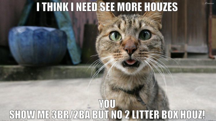 cat, Meme, Quote, Funny, Humor, Grumpy,  91 HD Wallpaper Desktop Background