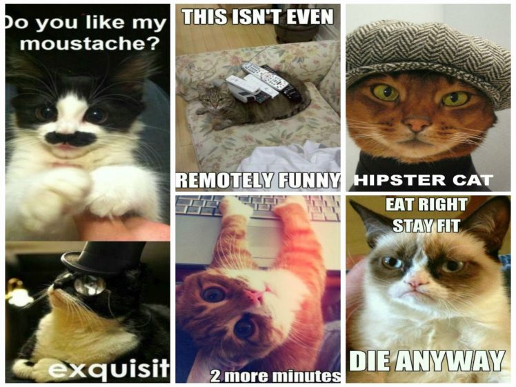cat, Meme, Quote, Funny, Humor, Grumpy,  92 HD Wallpaper Desktop Background